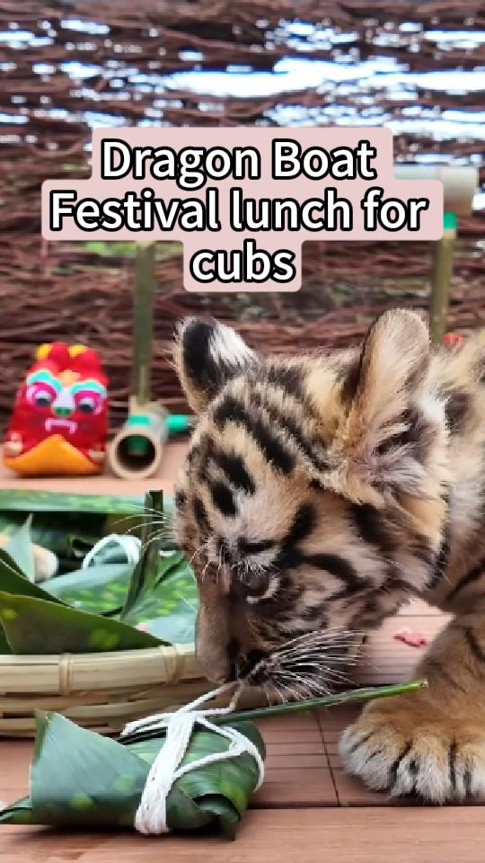 Wildlife park gives animal cubs festive zongzi to mark Dragon Boat Festival