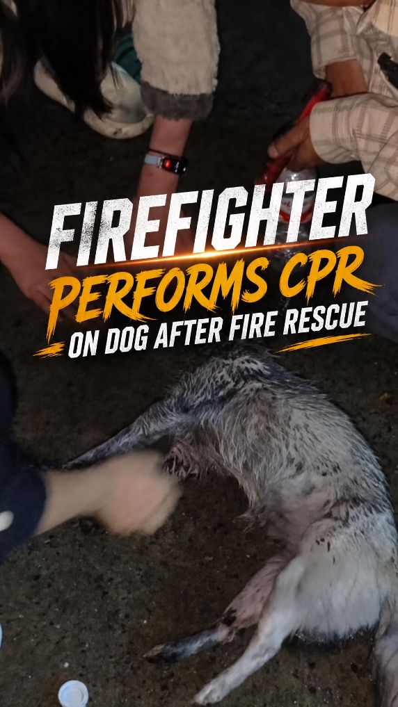 Firefighter performs CPR on dog after fire rescue